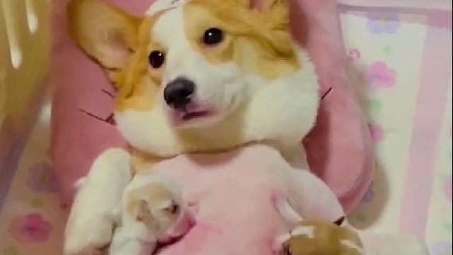 狗妈好可怜，生的太多了，会不会被吸干呀