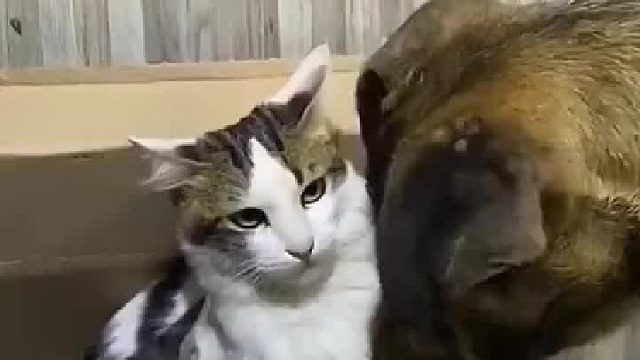 哭死，狗眼神不停往猫妈身上挑