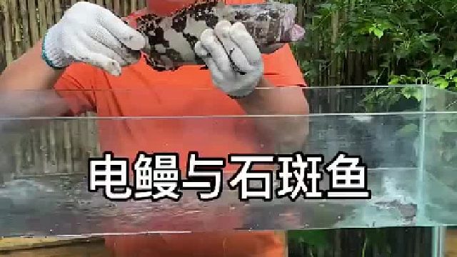 问题是渔还没下缸前，就晕了