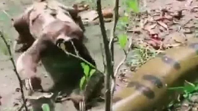 我的天，这树懒是真不怕死呀