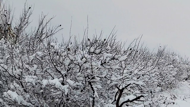 下雪天就要去看雪