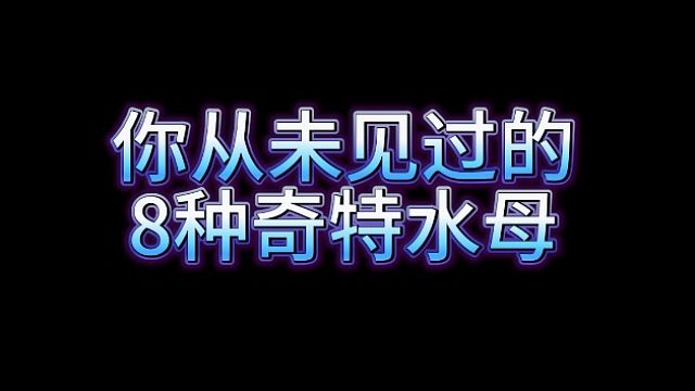 这些水母你见过多少？