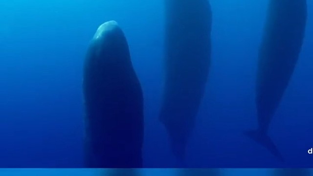 抹香鲸一生只有大约7%时间睡觉，抹香鲸的头部比尾部浮力大，头朝上也能快速浮出水面换气。