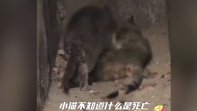 动物皆有灵性，小猫学着猫妈妈把所有好吃的留给妈妈#流浪猫#猫咪#动物皆有灵性