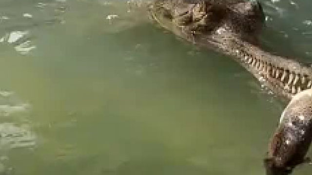 鳄鱼：死鬼，好好补补！！！