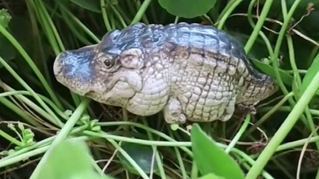 这咬一口应该不会痛吧