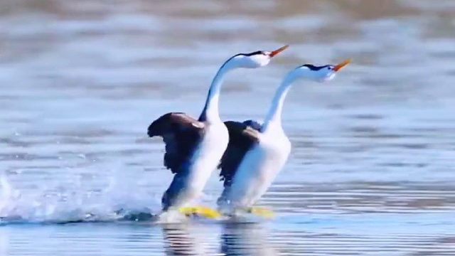 这是怎么训练的啊