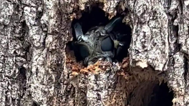 这是啥外星生物