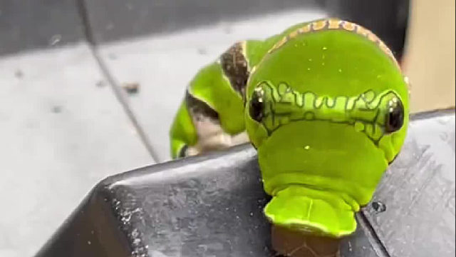 这玩意是什么生物啊