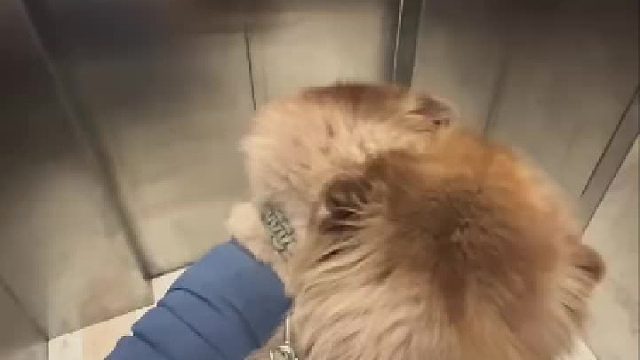 两只温柔的怪兽哈哈哈