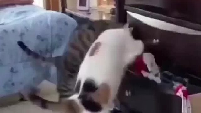 你们这两个小偷猫……