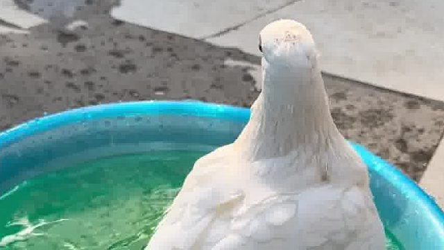 贵鸽两位里面请，请问需要助浴服务吗？