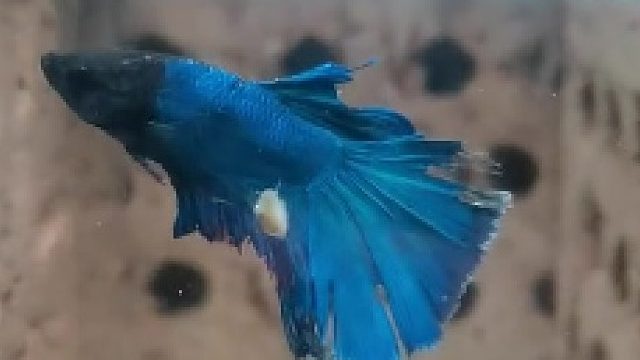 最下面的重刑犯是吧