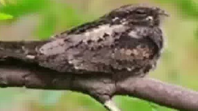 一小区连续2月深夜怪叫声不断