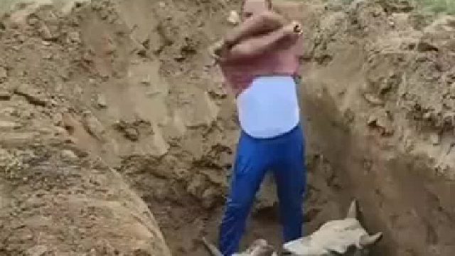 饿死不吃看家狗，穷死不卖耕田牛