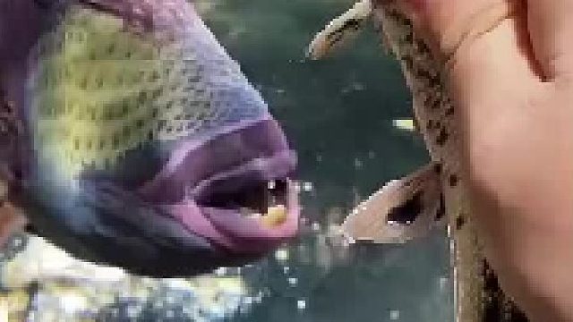 养了条啥鱼啊，这么凶……