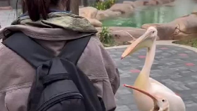 鹈鹕啥都想叨一下