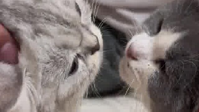 两只猫咪经常在家打架，主人直接抓住它们强迫亲亲，主人：怎么不叫了 继续呀
