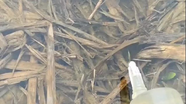 我们这里叫砂里趴