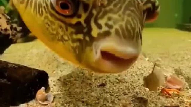 牙好，胃口就好！