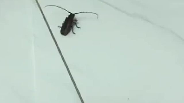 养猫一世，用猫一时！