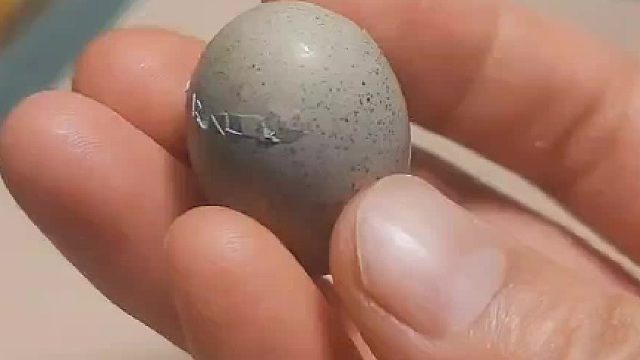 一晚上一家人就盯着一窝破壳的小鸡看了，几分钟破壳真的很奇妙，好聪明的小家伙，转圈破壳