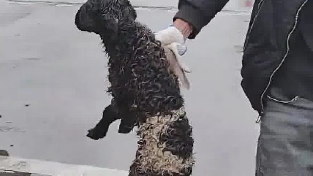 男子长途运输一车羊，母羊途中生了好几个羊仔