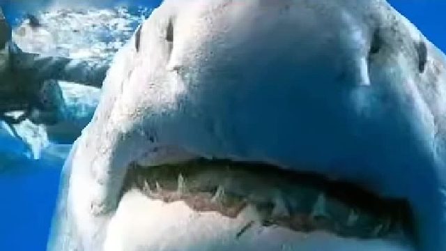 女子冒生命危险帮鲨鱼取出300多条鱼钩！惊叹的是：鲨鱼群不远万里都来“找”她治疗