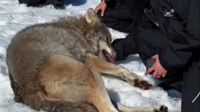 郊狼屁颠走来跟动物观察员撒娇，没成想狼群自己却闹起内讧