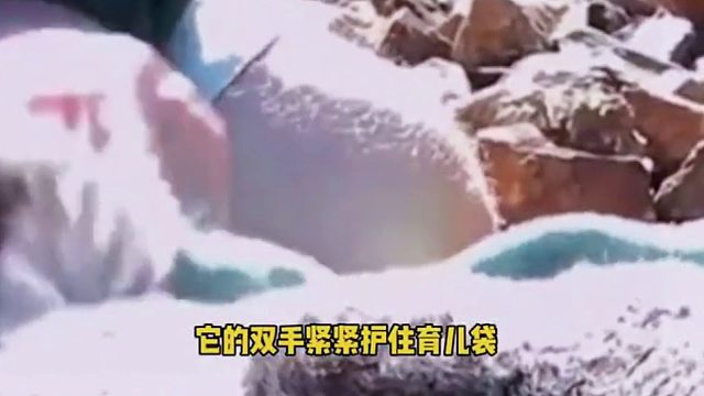 考拉妈妈穿越铁轨丧失生命，离世前双手紧紧护住育儿袋