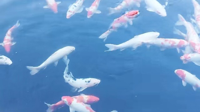 好运降临！快来接好运啦！！！！！！