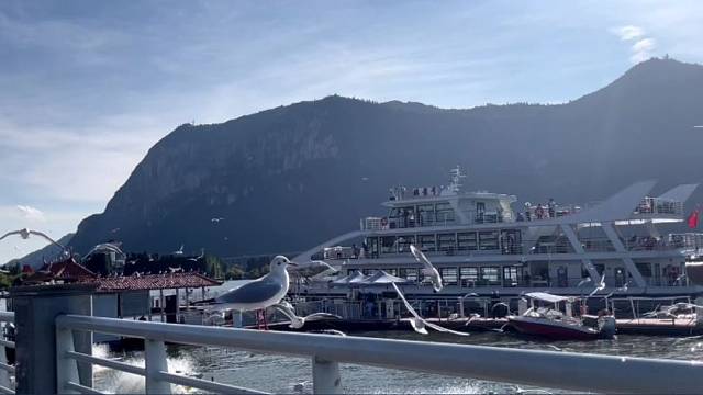 新西伯利亚海鸥