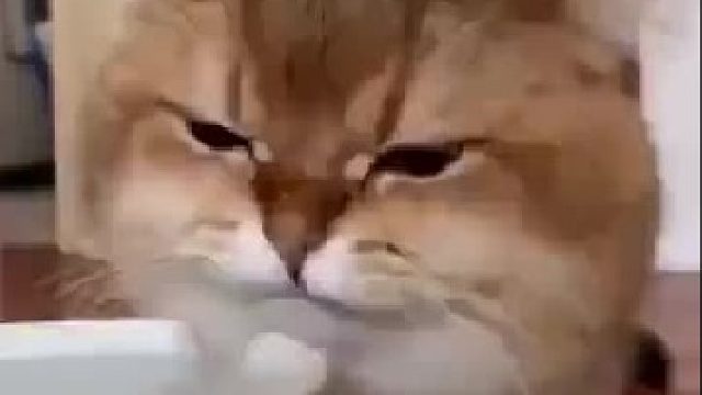 近距离观察喝水的大脸猫，舌头果然很灵活