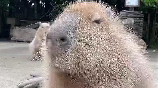 一周的状态如下，是我本人了