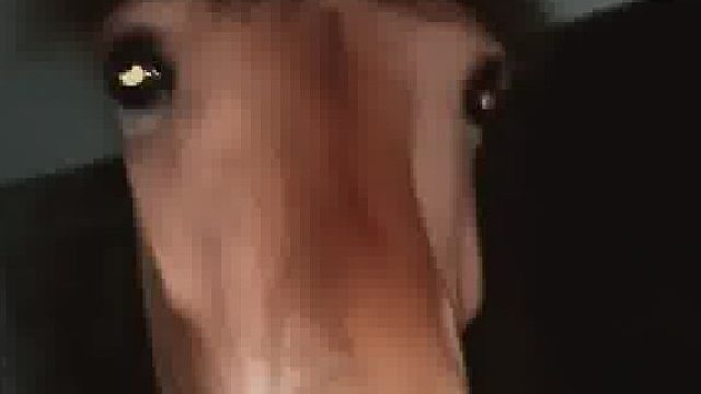 这匹马是玻璃心