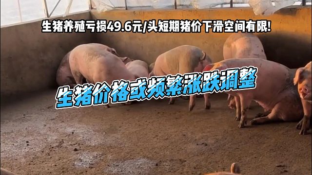 生猪养殖亏损49.6元/头 预计短期猪价下滑空间有限！生猪价格或频繁涨跌调整#猪价行情 #生猪价格