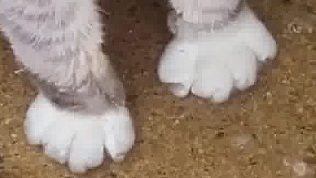 泡个脚，做个鱼疗