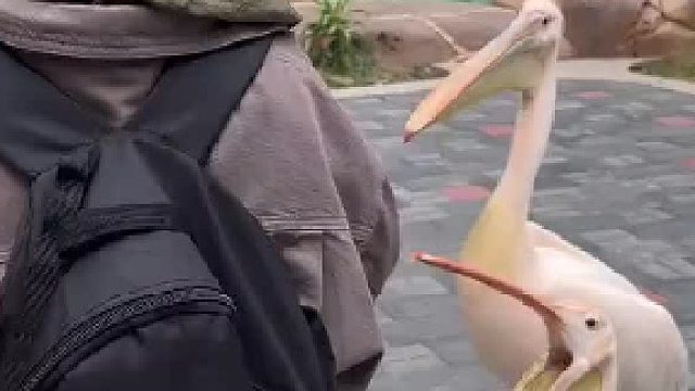 大嘴鸟的动作很搞笑……