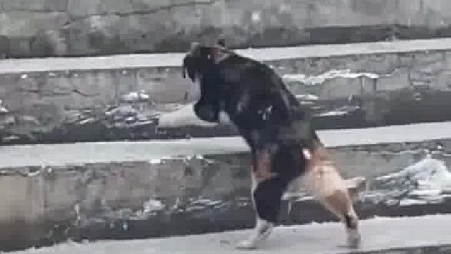 咪：也没人告诉我今天下雪啊