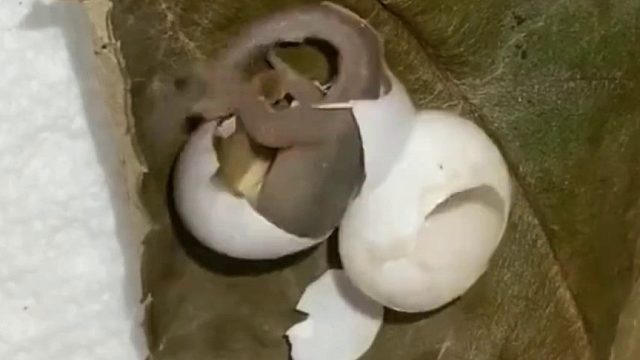 小姐姐在蛇皮袋里面发现颗奇怪的蛋蛋，不料孵化长大后是只超级小可爱