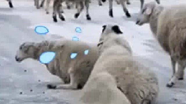 在冻冰路上走道谁都不好使，大爷的羊群纷纷劈叉，这回真出“羊”相了，太难为东北的羊了