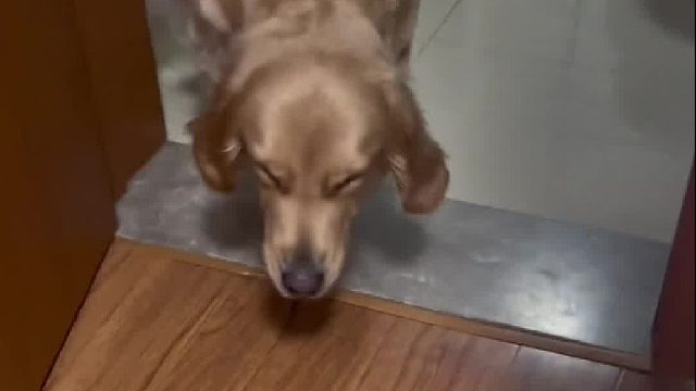 打开房门狗没什么事 我一进卧室 狗在外面就开始不对劲 屋里也没什么不对劲的 不知道又是咋了