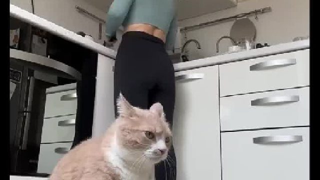 饿了的猫咪