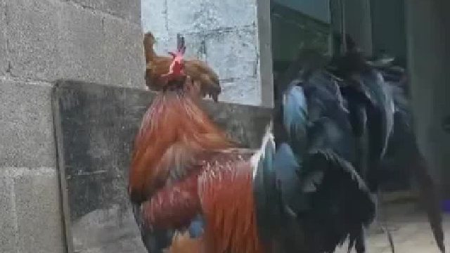 公鸡中的战斗鸡