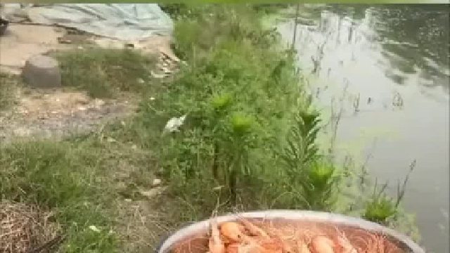 狗子：最后一顿吗