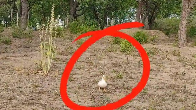 这是啥品种的鸭子？