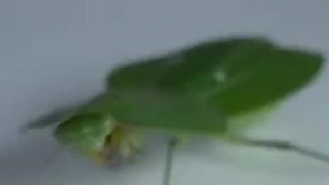 这只小强彻底躺平了