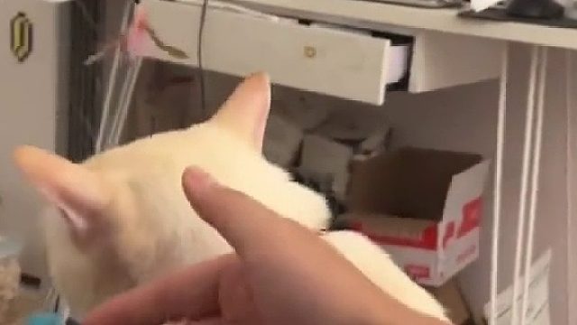 知道猫为什么不喜欢狗了吗