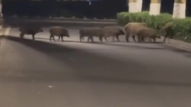 女生夜骑路遇好多猪，一整个激动住，差点数不过来啦