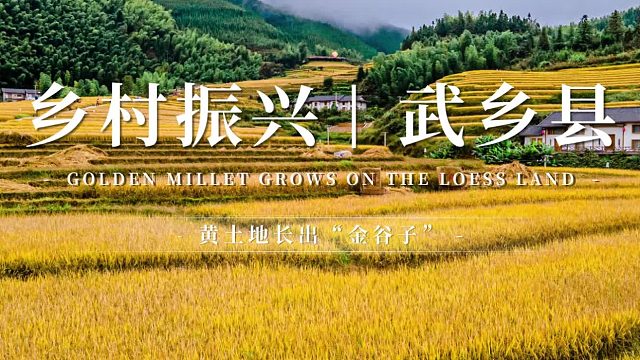 乡村振兴  武乡县：黄土地长出“金谷子